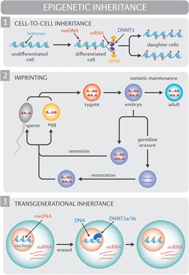 An Aptitude for Altitude: Are Epigenomic Processes Involved?